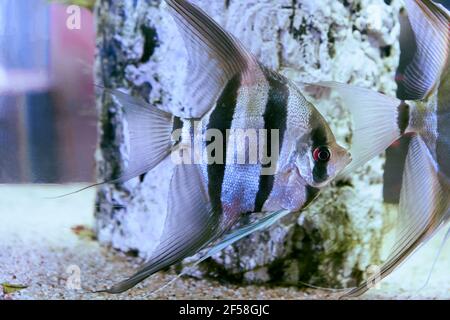 Angelfish  or Pterophyllum Scalare  in aquarium fish tank. Stock Photo