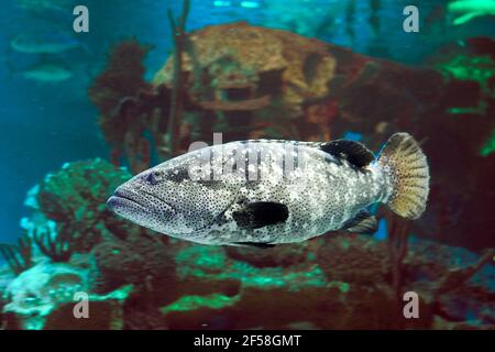 Pacific goliath grouper or Epinephelus quinquefasciatus, also known as Pacific itajara grouper, is a species of marine ray-finned fish. Stock Photo