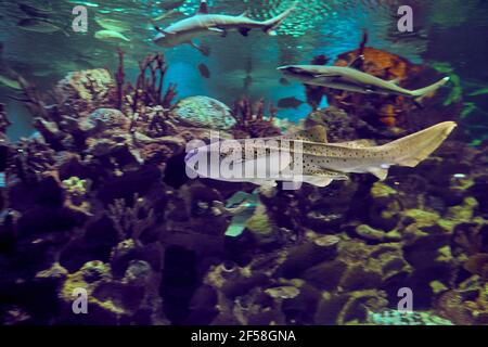 Zebra shark or Stegostoma fasciatum behind glass of  marine aquarium in Russian city of St. Petersburg. Stock Photo