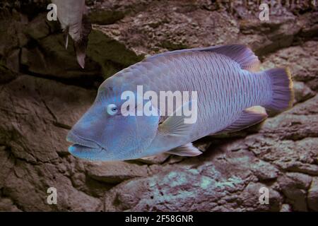 Fish named of Humphead Maori Wrasse or Cheilinus undulatus in aquarium fish tank. Stock Photo