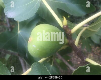 Fresh Green Fig Ripening On Tree Branch With Leaves Stock Photo