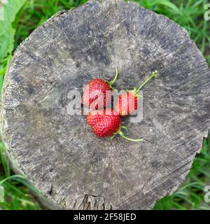 freshly picked strawberries lie on a hemp outdoors. Stock Photo