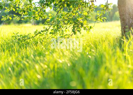 Green grass natural background. springtime season. selective focus. Beautiful landscape in green grass meadow field. Stock Photo
