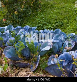 View of red cabbage plants in the home garden Stock Photo