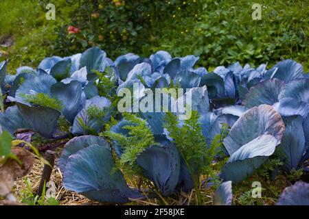 View of red cabbage plants in the home garden Stock Photo