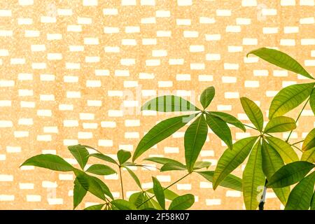 Green tropical leaves in closed window with curtains pattern background with copy space and illuminated by sunlight Stock Photo