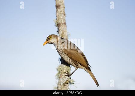 Regent Bowerbird - young male Sericulus chrysocephalus Lamington National Park Queensland, Australia BI029528 Stock Photo