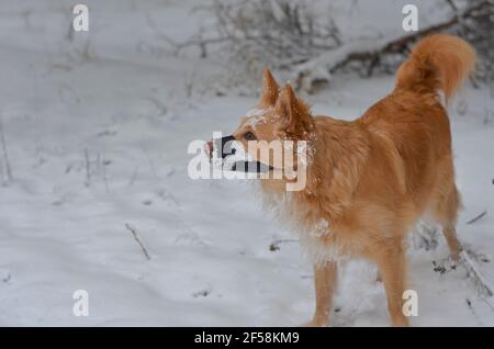 A small red dog is muzzled in the snow. A mixed-breed pet with a black muzzle covered in snow. Long-haired dog with a beautiful fluffy tail. Winter wa Stock Photo