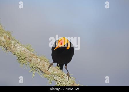 Regent Bowerbird - adult male Sericulus chrysocephalus Lamington National Park Queensland, Australia BI029572 Stock Photo