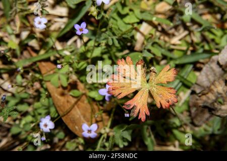Carolina Geranium with small blurred purple flowers in the Spring in Georgia Stock Photo