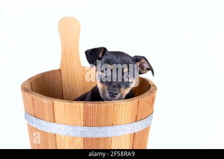 Jack Russell Terrier puppy, 2 months old. Dog sits in a wooden sauna bucket, white background. Selective focus Stock Photo