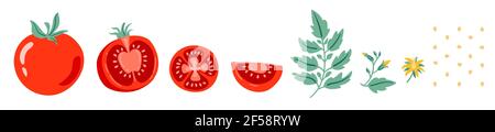 Red tomato vector illustration. Cut tomato, tomato slice, leaves, flowers and tomato seeds. Cartoon vegetable set of elements isolated on white background. Stock Vector