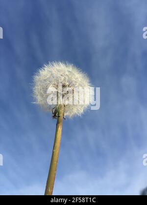 seed head of a dandelion Stock Photo