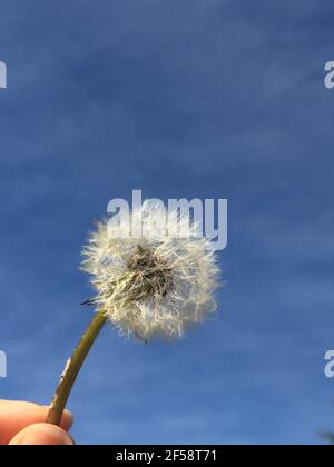 seed head of a dandelion Stock Photo
