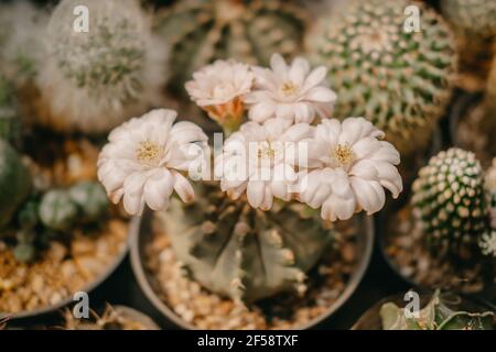 Close-up of Cactus flowers, Gymnocalycium sp. with white flower is blooming on pot, Succulent, Cacti, Cactaceae, Tree, Drought tolerant plant. Stock Photo