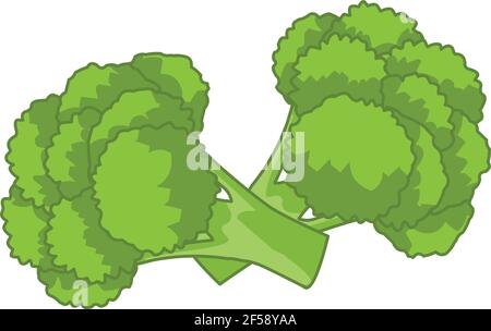 Broccoli illustration vector isolated on white background Stock Vector
