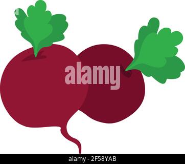 Beetroot illustration vector isolated on white background Stock Vector