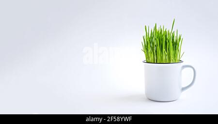 Green grass in a white mug on a white background. Stock Photo