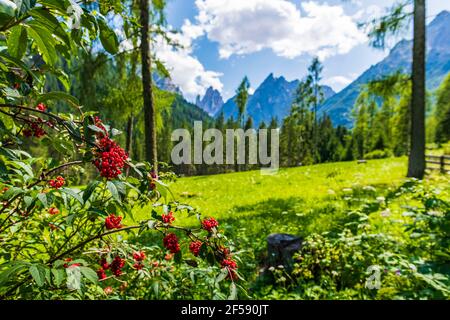 Typical views of the dolomitic valley floor. The Val Fiscalina Stock Photo