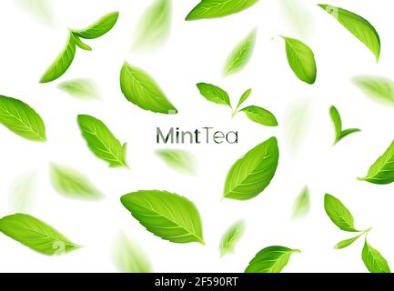 Realistic fresh mint tea green leaves on white background, tea and herb Stock Vector