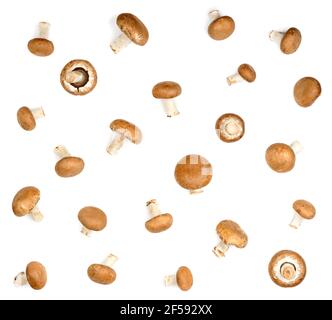 Set edible mushrooms with different angles isolated on white background
