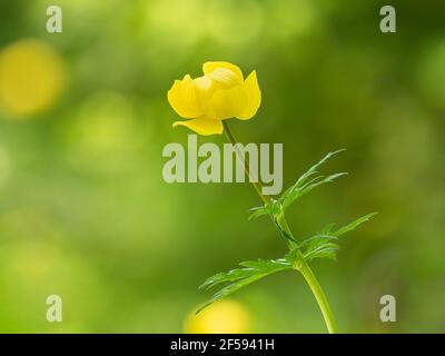 Closeup of a globeflower (Trollius europaeus, Ranunculaceae) in the Austrian Alps Stock Photo