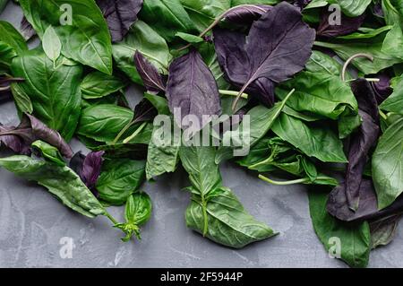 Green and purple basil leaves on a gray concrete background. Selective focus. Close up. Stock Photo