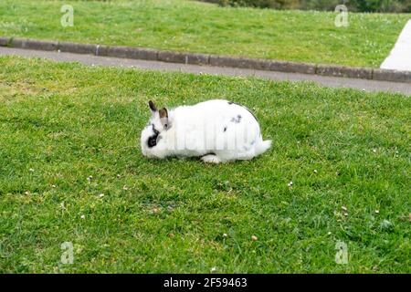 White rabbit with black eyes on the grass eats in the park Stock Photo