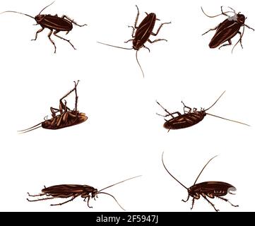 drawing of a black and color cockroach, isolated silhouettes Stock Vector