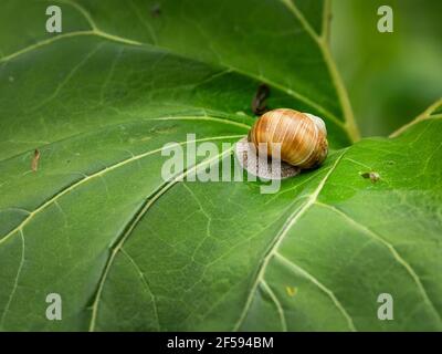 Closeup of a big snail (Helix pomatia) sitting on a big green leaf Stock Photo