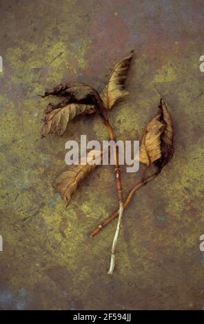 Two autumn stems from Hydrangea bush with dried curled brown leaves lying on tarnished brass Stock Photo