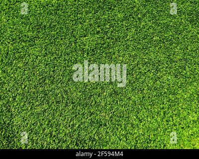 Top view of green grass texture background. Element of design. Stock Photo