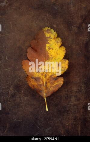 Single autumn leaf of Swedish whitebeam or Sorbus intermedia tree golden yellow and brown lying on old leather Stock Photo