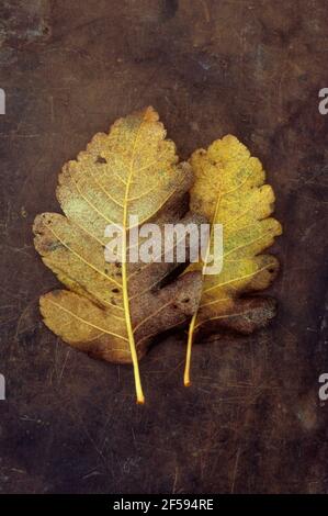 Two autumn leaves of Swedish whitebeam  or Sorbus intermedia tree gold and brown lying face down on old leather Stock Photo