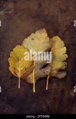 Three autumn leaves of Swedish whitebeam  or Sorbus intermedia tree gold and brown lying face down on old leather Stock Photo