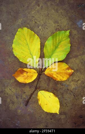 Sprig of autumn [eaves of Common beech or Fagus sylvatica tree gold and brown and green lying on old brass Stock Photo