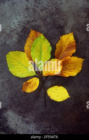 Two sprigs of autumn [eaves of Common beech or Fagus sylvatica tree gold and brown and green lying on old metal Stock Photo