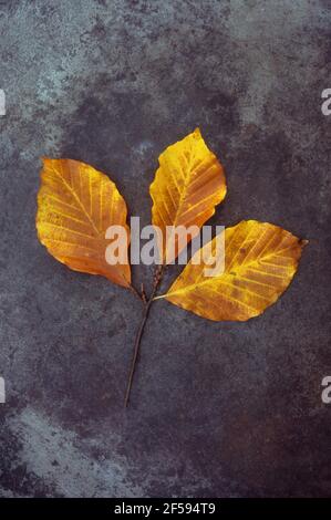 Sprig of autumn [eaves of Common beech or Fagus sylvatica tree gold and brown lying on old metal Stock Photo