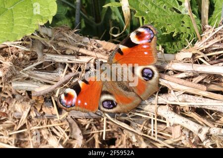Peacock butterfly on straw and leaves wings open in full display Stock Photo