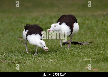 Radjah Shelduck - showing agressive behaviour Tadorna radjah Cairns Qeensland, Australia BI030056 Stock Photo