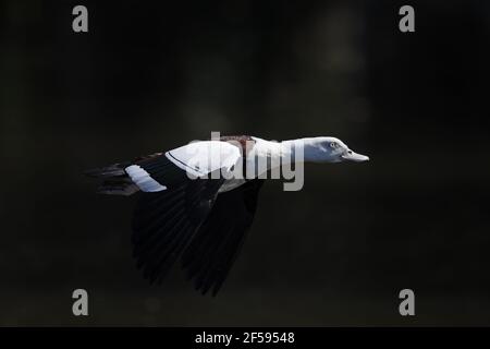 Radjah Shelduck - in flight over lake Tadorna radjah Cairns Qeensland, Australia BI030063 Stock Photo