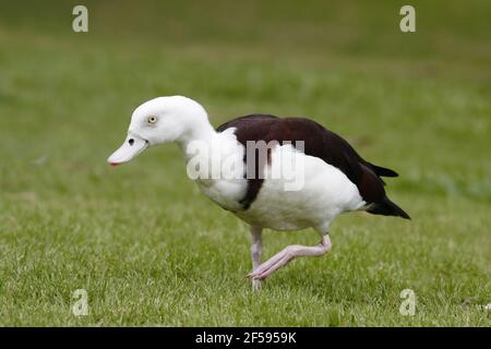 Radjah Shelduck - on land Tadorna radjah Cairns Qeensland, Australia BI030070 Stock Photo