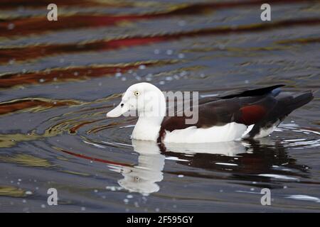 Radjah Shelduck Tadorna radjah Cairns Qeensland, Australia BI030073 Stock Photo