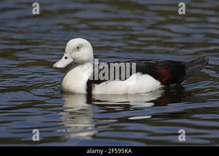 Radjah Shelduck Tadorna radjah Cairns Qeensland, Australia BI030076 Stock Photo