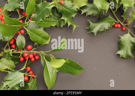 Holly berries and leaves against a grey background Stock Photo