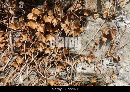 Brown Ivy Leaves on Stone Wall Stock Photo