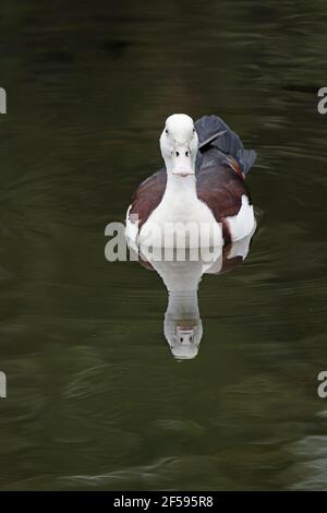 Radjah Shelduck Tadorna radjah Cairns Qeensland, Australia BI030081 Stock Photo