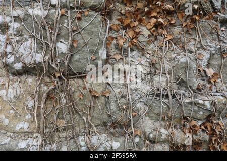 Ivy growing on stone Wall Stock Photo
