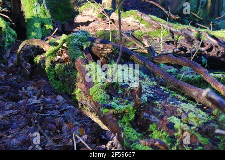 Fallen Tree and Ivy covered in moss with leaves on ground Stock Photo