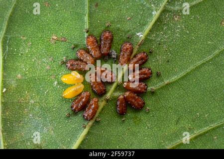 Eggs of three lined potato beetle, Lema daturaphila, Satara, Maharashtra, India Stock Photo